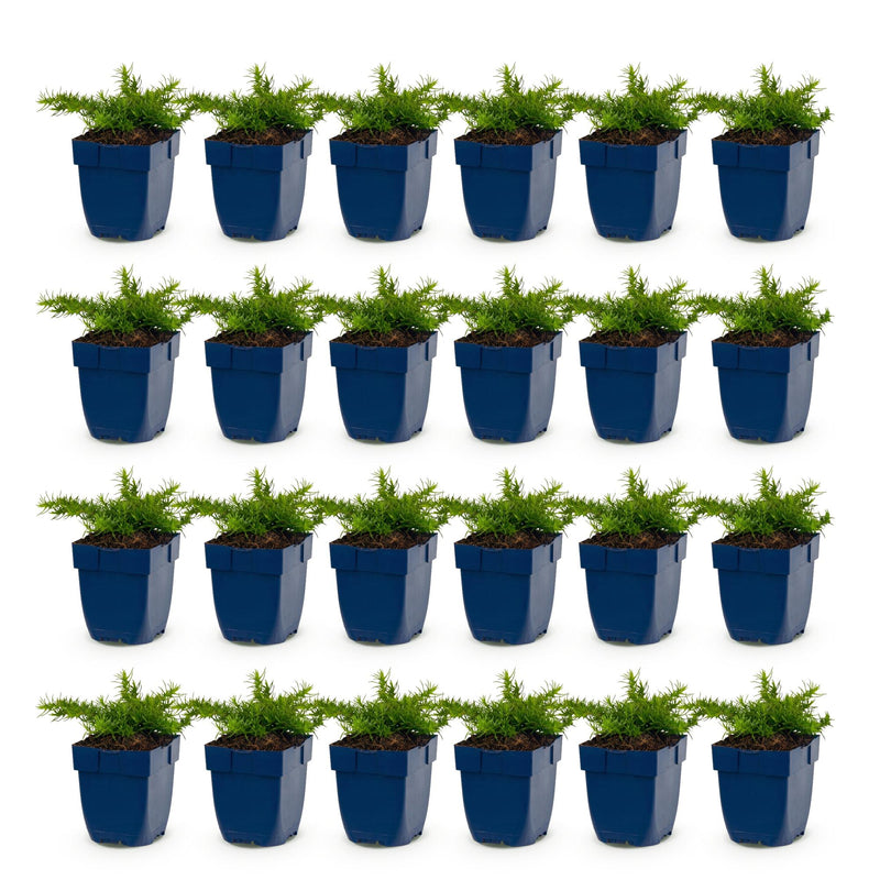 Green boutiQ - Vasteplant - Phlox Rosette - Vlambloem - Bodembedekkend - Roze - 24 Planten - Pot 11cm - Hoogte 15-25cm