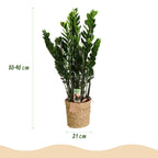 Green BoutiQ - Green is... Plantes d'intérieur - Zamioculcas - Plante ZZ - Peu d'entretien - avec panier - Vert - 1 plante - Pot 21cm - Hauteur 80-90cm