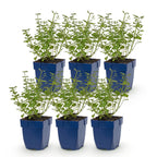 Green boutiQ - Stauden - Nepeta faassenii Walker's Low - Katzenminze - Bienen- und Schmetterlingsmagnet - Blau - 6 Pflanzen - Topf 11cm - Höhe 15-25cm