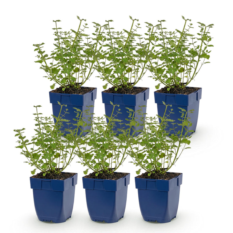 Green boutiQ - Vasteplant - Nepeta faassenii Walker's Low - Kattenkruid - Bijen en Vlinderlokkers - Blauw - 6 Planten - Pot 11cm - Hoogte 15-25cm