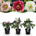 Green boutiQ - Plante de jardin - Rose de Carême - Helleborus orientalis Double Tricolour - Fleur Rose - Rouge - Blanche - 3 Plantes - Persistant - Pot 14cm Hauteur 35cm