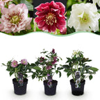 Green boutiQ - Plante de jardin - Rose de Carême - Helleborus orientalis Double Tricolour - Fleur Rose - Rouge - Blanche - 3 Plantes - Persistant - Pot 14cm Hauteur 35cm