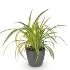 Green boutiQ - Zimmerpflanze - Chlorophytum comosum Variegatum - Bunte Grünlilie - Haustierfreundliche Pflanze - Grün - 1 Pflanze - mit Topf Grau - Topf 12cm - Höhe 20cm