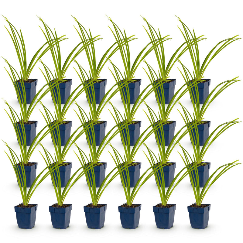 Green boutiQ - Vasteplant - Hemerocallis Pink Damask - Daglelie - Bijen en Vlinderlokkers - Roze - 24 Planten - Pot 11cm - Hoogte 15-25cm