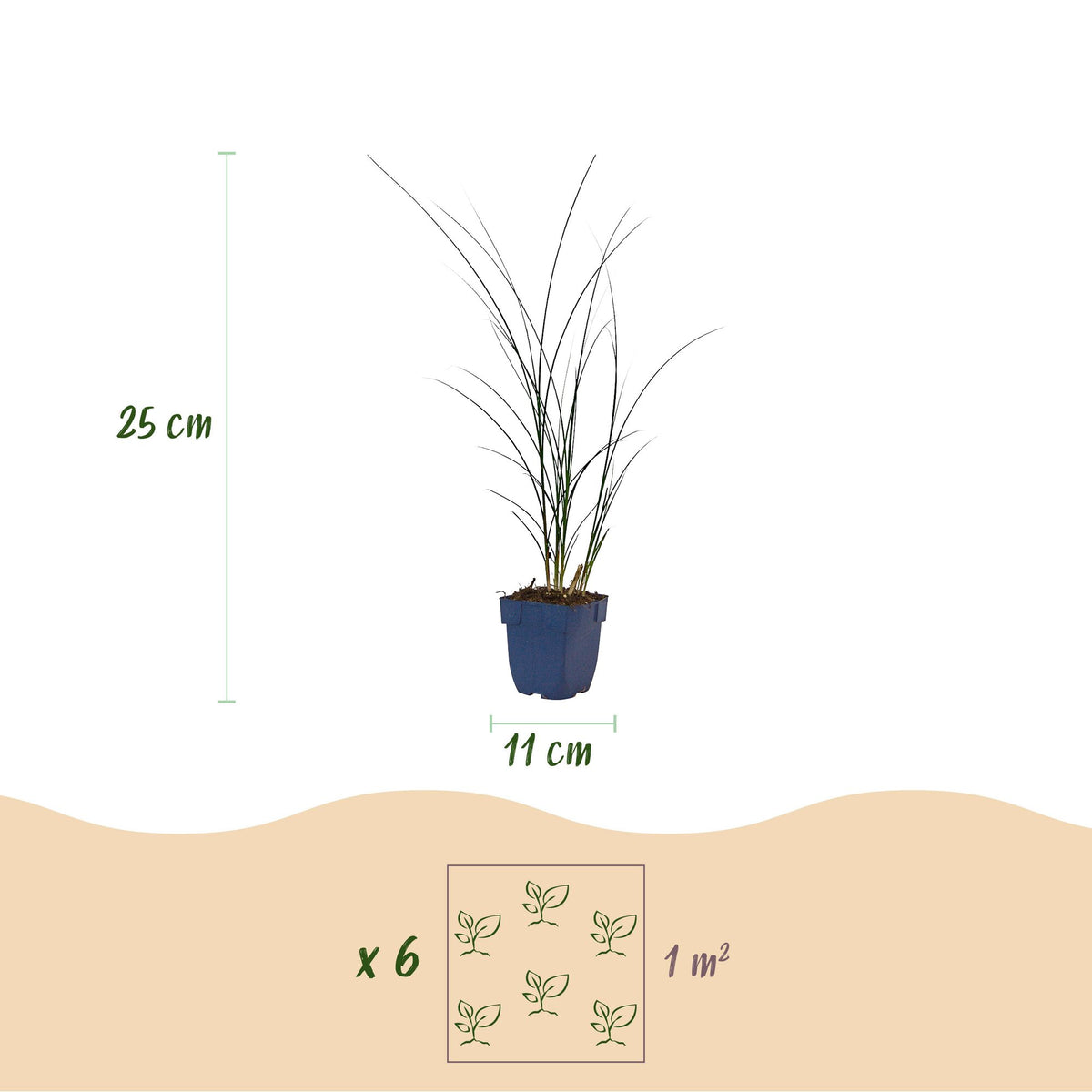 Green boutiQ - Graminées - Miscanthus sin. Gracillimus - Herbe de la Pampa - Avec panache - Vert - 6 plantes - Pot 11cm - Hauteur 15-25cm