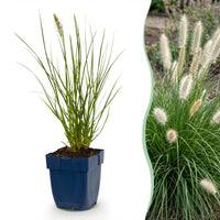 Green boutiQ - Grasses - Pennisetum alop. Little Bunny - Foxtail Grass - With Plum - Green - 1 Plant - Pot 11cm - Height 15-25cm