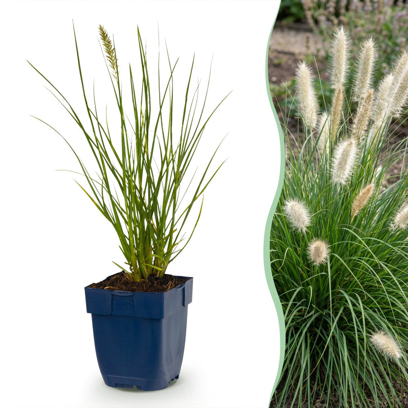 Green boutiQ - Grasses - Pennisetum alop. Little Bunny - Foxtail Grass - With Plum - Green - 1 Plant - Pot 11cm - Height 15-25cm