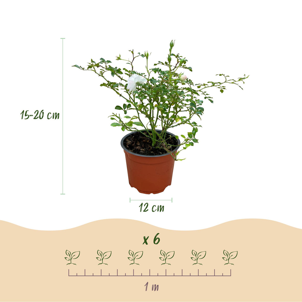 Green boutiQ - Rosier de jardin - Rosa White Fairy - Rosier - Rustique - Blanc - 1 Plante - Pot 12cm - Hauteur 20-25cm