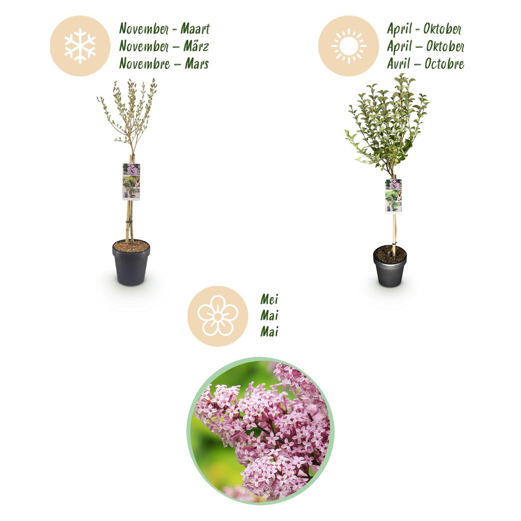 Green boutiQ - Syringa meyeri Palibin sur tige - Plante de terrasse - Caduc - Rustique - Fleurs violettes - Pot 19cm Hauteur 90cm