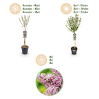 Green boutiQ - Syringa meyeri Palibin sur tige - Plante de terrasse - Caduc - Rustique - Fleurs violettes - Pot 19cm Hauteur 90cm