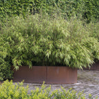 Green boutiQ - Graminées - Fargesia nitida Black Dragon - Bambou non traçant - Persistant - Vert - 1 plante - Pot 23 cm - Hauteur 80 cm