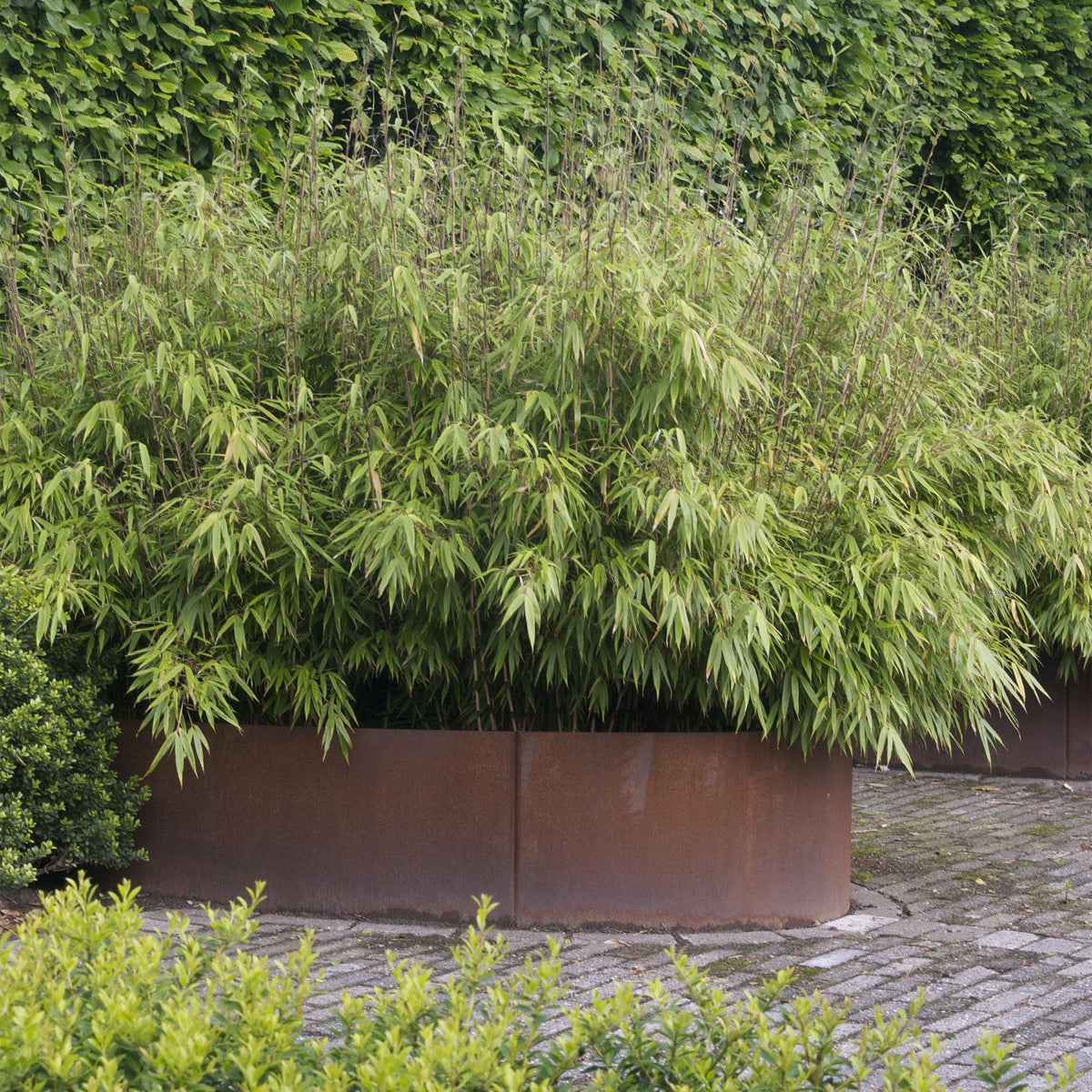 Green boutiQ - Graminées - Fargesia nitida Black Dragon - Bambou non traçant - Persistant - Vert - 1 plante - Pot 23 cm - Hauteur 80 cm