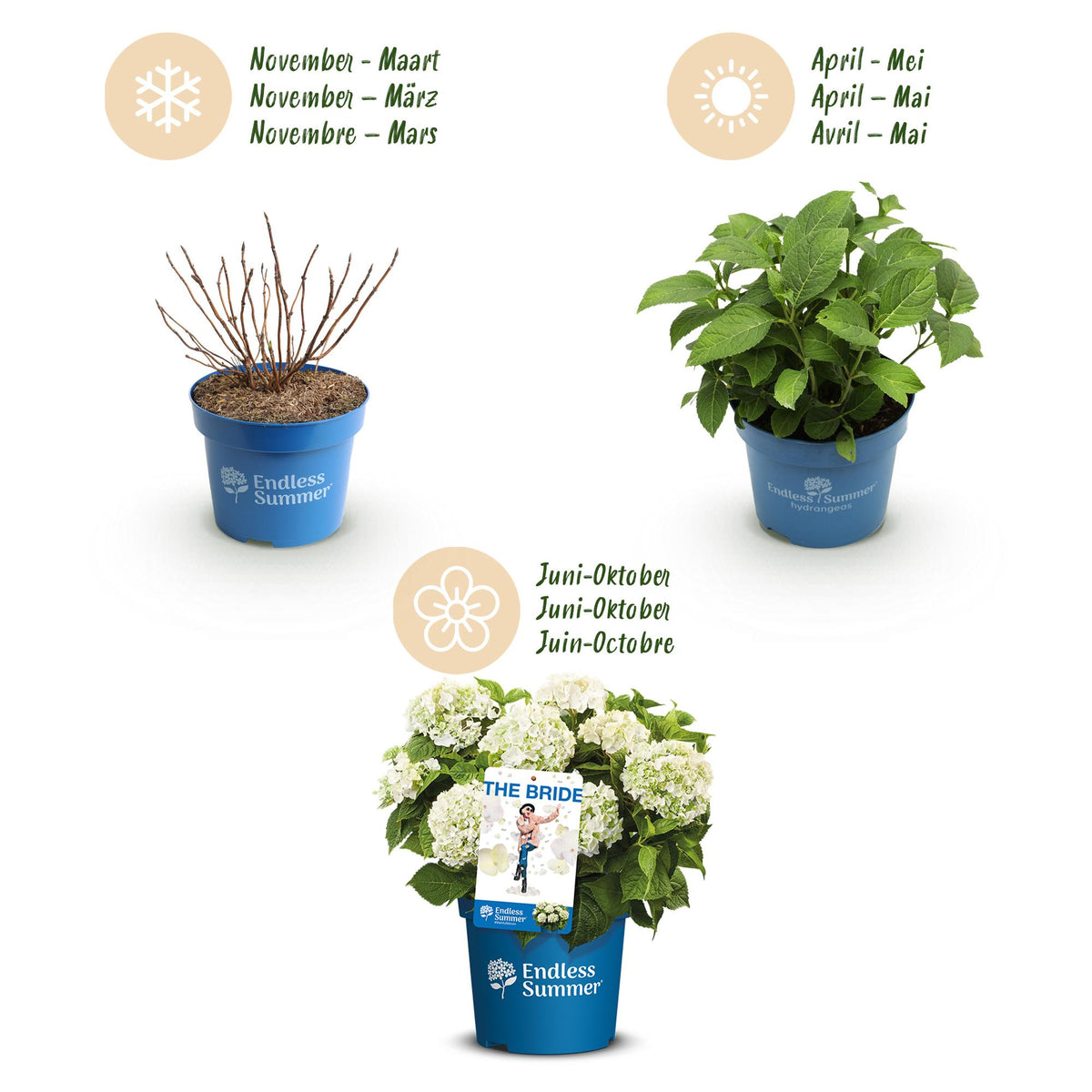 Green boutiQ - Plante de jardin - Hydrangea Endless Summer Bleu - Rose - Blanc - Hortensia - Rustique - Bleu - Rose - Blanc - 3 plantes - Pot 14 cm - Hauteur 20-25 cm