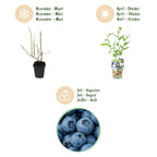 Green boutiQ - Plants fruitiers - Myrtille - Vaccinium corymbosum Goldtraube - Rustique - 3 plantes - Pot 9 cm - Myrtille