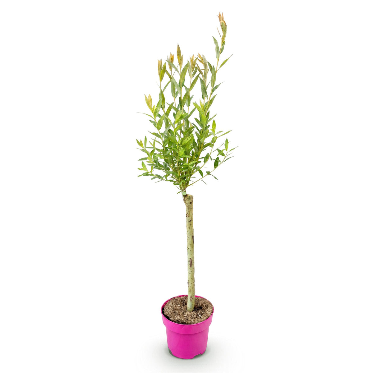 Salix Flamingo - Ø17cm - ↕70-80cm