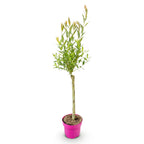 Salix Flamingo - Ø 17 cm - ↕ 70-80 cm