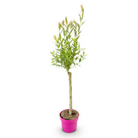 Salix Flamingo - Ø17cm - ↕70-80cm