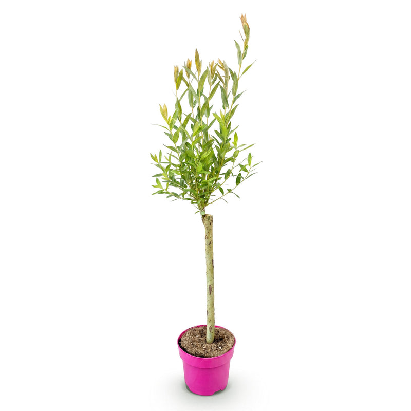 Salix Flamingo - Ø17cm - ↕70-80cm