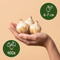 400x Muscari White Magic - Witte druifhyacint - Wit - Verwilderingsbol - Bolmaat 6/7