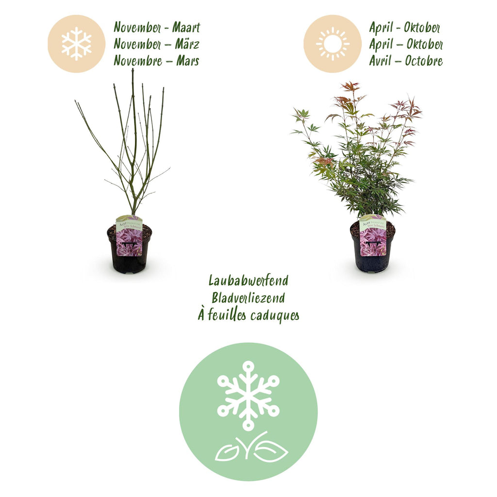 Green boutiQ - Plante de terrasse - Érable du Japon - Acer palmatum Jerre Swarts - Rouge foncé - 2 plantes - Caduc - Pot 19cm Hauteur 70cm