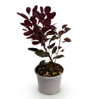 Green boutiQ - Gartenpflanze - Cotinus coggygria Lilla - Lila 1 Pflanze - Laubabwerfend - Pflegeleicht - Topf 12 cm Höhe 35 cm