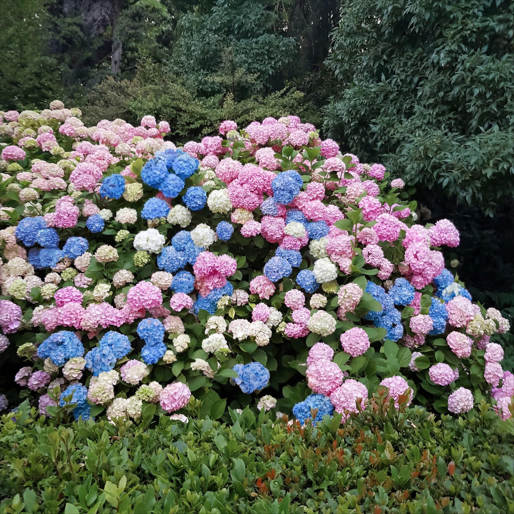Green boutiQ - Plante de jardin - Hydrangea macrophylla Tricolour - Hortensia - Rustique - Rose-Bleu-Blanc - 3 Plantes - Pot 12cm - Hauteur 20-30cm