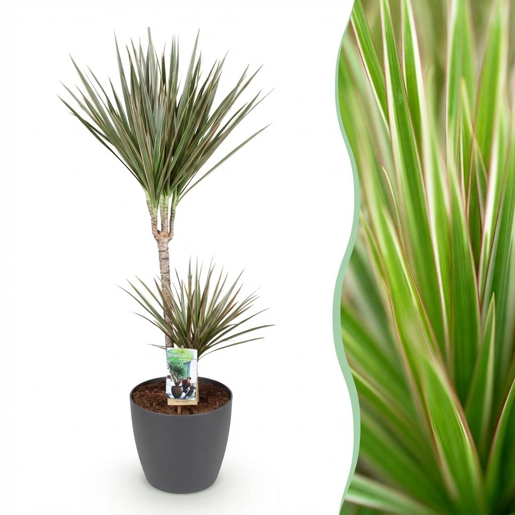 Green BoutiQ - Plantes d'intérieur - Dracaena Marginata Bicolor - Dragonnier - Peu d'entretien - Vert - 1 plante - avec pot gris - Pot 21cm - Hauteur 90-100cm
