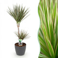 Green BoutiQ - Plantes d'intérieur - Dracaena Marginata Bicolor - Dragonnier - Peu d'entretien - Vert - 1 plante - avec pot gris - Pot 21cm - Hauteur 90-100cm