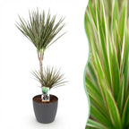 Green BoutiQ - Plantes d'intérieur - Dracaena Marginata Bicolor - Dragonnier - Peu d'entretien - Vert - 1 plante - avec pot gris - Pot 21cm - Hauteur 90-100cm