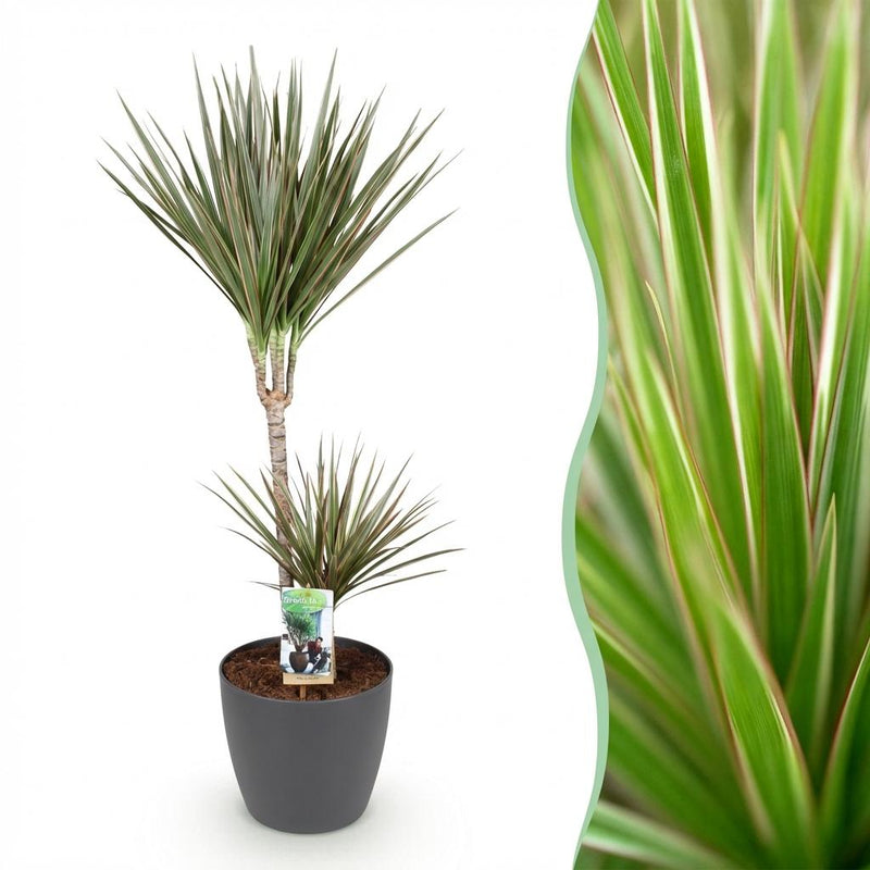 Green BoutiQ - Kamerplanten - Dracaena Marginata Bicolor - Drakenbloedboom - Weinig onderhoud - Groen - 1 Plant - met Potter Grijs - Pot 21cm - Hoogte 90-100cm