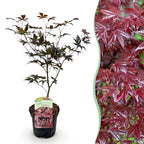 Green boutiQ - Plante de terrasse - Érable du Japon - Acer palmatum Bloodgood - Rouge - 1 plante - Caduc - Pot 19cm Hauteur 70cm
