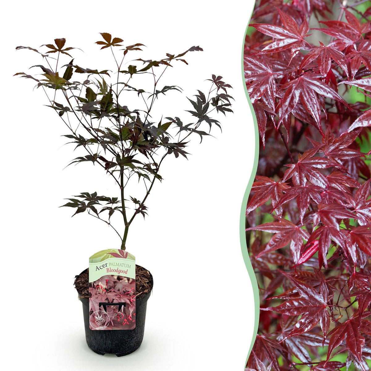 Green boutiQ - Plante de terrasse - Érable du Japon - Acer palmatum Bloodgood - Rouge - 1 plante - Caduc - Pot 19cm Hauteur 70cm