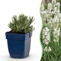 Green boutiQ - Plante vivace - Lavandula ang. Hidcote - Lavande - Parfumée - Violet - 12 plantes - Pot 11cm - Hauteur 15-25cm