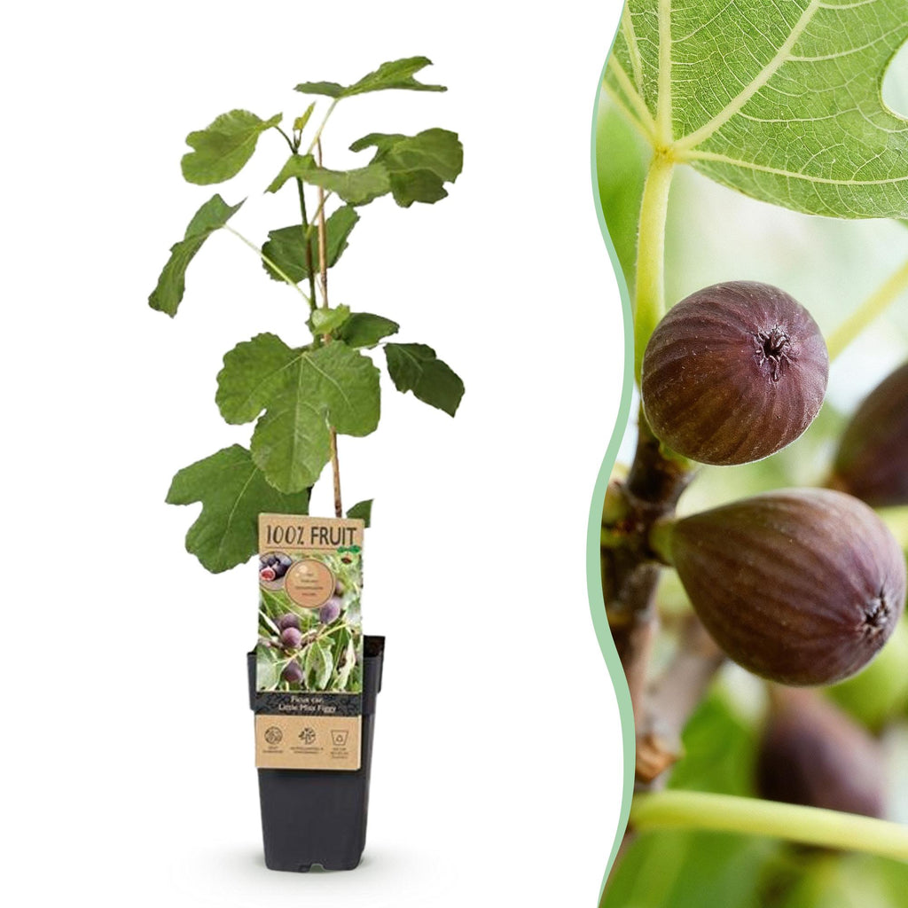 Green boutiQ - Plante fruitière - Ficus carica Little Miss Figgy - Figuier - Rustique - Fruit rouge - 2 plantes - Pot 15 cm - Hauteur 50 cm