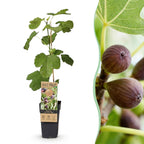 Green boutiQ - Plante fruitière - Ficus carica Little Miss Figgy - Figuier - Rustique - Fruit rouge - 2 plantes - Pot 15 cm - Hauteur 50 cm