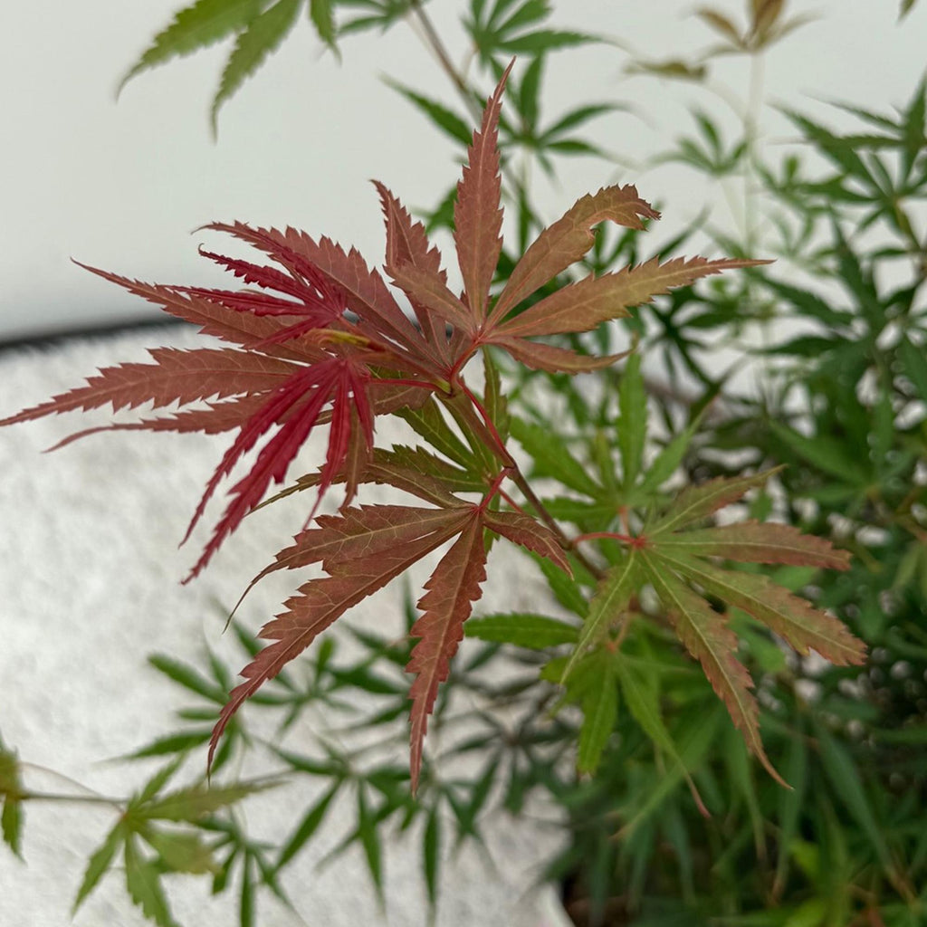 Green boutiQ - Terrassenpflanze - Japanischer Ahorn - Acer palmatum Jerre Swarts - Dunkelrot - 1 Pflanze - Laubabwerfend - Topf 19cm Höhe 70cm