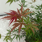 Green boutiQ - Terrassenpflanze - Japanischer Ahorn - Acer palmatum Jerre Swarts - Dunkelrot - 1 Pflanze - Laubabwerfend - Topf 19cm Höhe 70cm