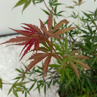 Green boutiQ - Terrasplant - Japanse Esdoorn - Acer palmatum Jerre Swarts - Donker Rood - 1 Plant - Bladverliezend -  Pot 19cm Hoogte 70cm