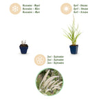 Green boutiQ - Gräser - Pennisetum or. Fairy Tales - Lampenputzergras - Mit Blütenstand - Grün - 12 Pflanzen - Topf 11cm - Höhe 15-25cm