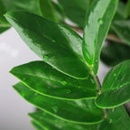 Green BoutiQ - Green is... Plantes d'intérieur - Zamioculcas - Plante ZZ - Peu d'entretien - avec panier - Vert - 1 plante - Pot 21cm - Hauteur 80-90cm