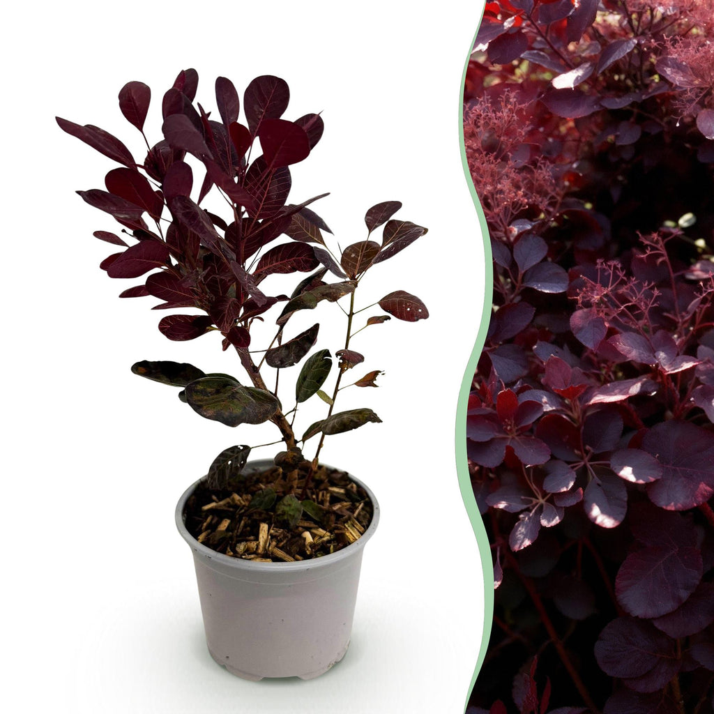 Green boutiQ - Gartenpflanze - Cotinus coggygria Lilla - Lila 1 Pflanze - Laubabwerfend - Pflegeleicht - Topf 12 cm Höhe 35 cm