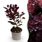 Green boutiQ - Gartenpflanze - Cotinus coggygria Lilla - Lila 1 Pflanze - Laubabwerfend - Pflegeleicht - Topf 12 cm Höhe 35 cm