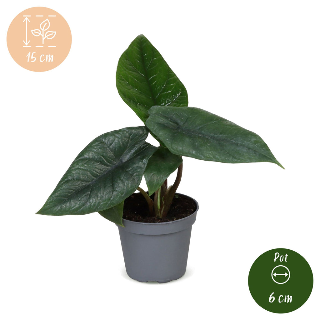 Alocasia Scalprum - Elephant Ear - Grey - Tropical - Ø6cm - ↕15cm