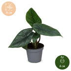Alocasia Scalprum - Elephant Ear - Grey - Tropical - Ø6cm - ↕15cm