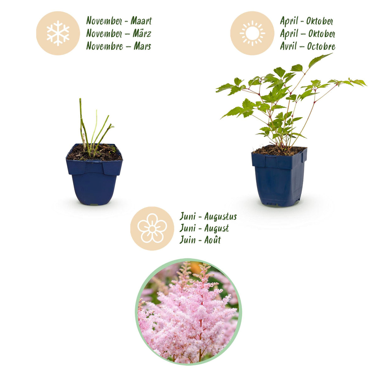 Green boutiQ - Plante vivace - Astilbe (J) Europa - Astilbe - Ombre - Rose - 6 plantes - Pot 11cm - Hauteur 15-25cm