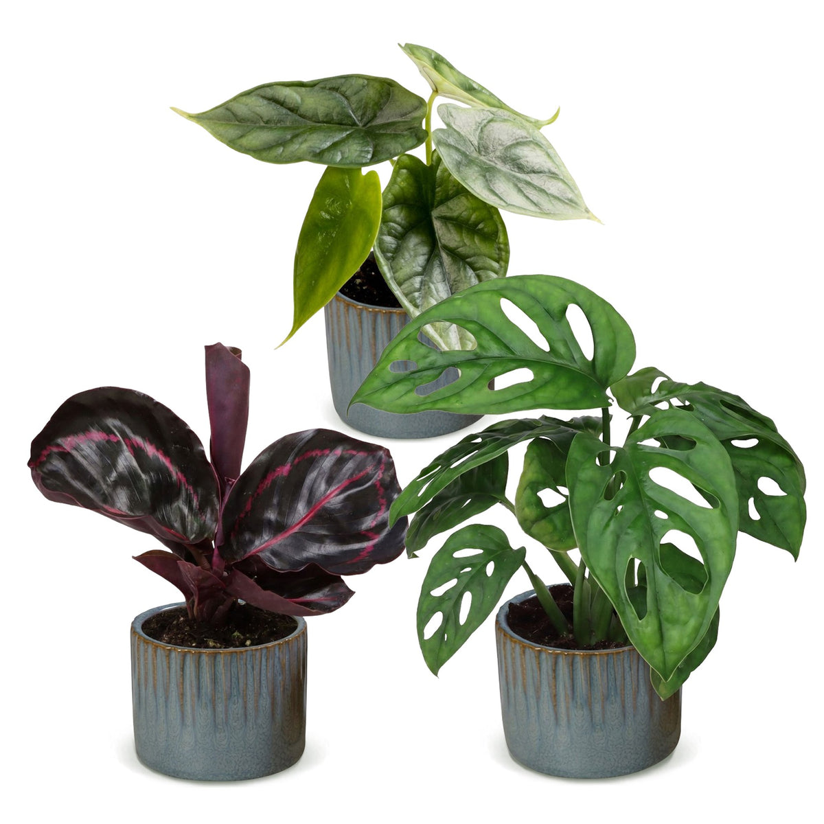 3x Baby Jungle Mix - Various colours - Tropical - incl. Linnea Misty Blue - Ø6cm - ↕10-15cm