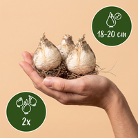 2x Allium Pinball Wizard - Sierui Toverbal - Paars - Zomerbloeier - Bolmaat 18/20