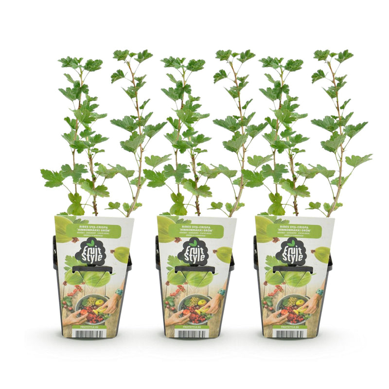 Green boutiQ - Fruitplanten - Kruisbes - Ribes uva-crispa Hinnonmaki Grun - Winterhard - 3 Planten - Pot 9 cm - Groene Bes