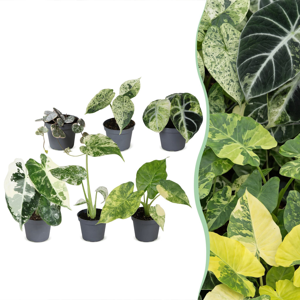 6x Baby Variegata Mix - Various colours - Tropical - Ø6cm - ↕10-15cm