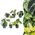 6x Baby Variegata Mix - Various colours - Tropical - Ø6cm - ↕10-15cm